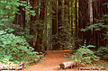 This is one of the path entrances to one of the groves. The wind was blowing lightly when I took this picture which caused the leaves in the upper left corner to be blured. I like the picture anyway. Richardson Grove, CA 'Nikon F100 35mm SLR' (Click for larger view)