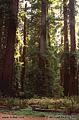 The wide range of light levels in the redwoods is very difficult to capture on film. The flatbed scanner I am using to scan these slides reduces the light range even further. Even with these limitations it is still worth displaying the results. Richardson Grove, CA 'Nikon F100 35mm SLR' (Click for larger view)