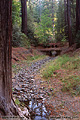 Peacful stream located in the redwoods at Richardson Grove camp ground. Richardson Grove, CA 'Nikon F100 35mm SLR' (Click for larger view)
