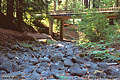 Another bridge, this time over a dry stream along Highway 101. Near Richardson Grove, CA 'Nikon F100 35mm SLR' (Click for larger view)