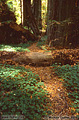 I have a tendency to roam off the beaten path and that's how I found this hidden path through the redwood sorrel. About 30 miles north of Richardson Grove, CA 'Nikon F100 35mm SLR' (Click for larger view)