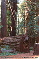This fallen redwood is one of the smaller ones. The diameter is about 5 feet. Richardson Grove, CA 'Nikon F100 35mm SLR' (Click for larger view)