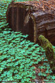 Another view of the redwood log laying in the sorrel. Richardson Grove, CA 'Nikon F100 35mm SLR' (Click for larger view)