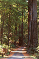 This is the road leading into the campground area where we stayed for several days. Richardson Grove, CA 'Nikon F100 35mm SLR' (Click for larger view)