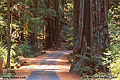 A second view of the road leading into our campground area. Richardson Grove, CA 'Nikon F100 35mm SLR' (Click for larger view)