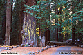 Entrance road to a small redwood shop across Hwy. 101 from our campground. Richardson Grove, CA 'Nikon F100 35mm SLR' (Click for larger view)