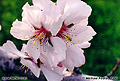 Almond blossom close-up. Butte County, CA. 'Minolta X-700 35mm SLR' (Click for larger view)
