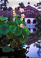 A second shot of the reflecting pond at the Botanical Building located in Balboa Park. San Diego, CA 'Nikon F100 35mm SLR' (Click for larger view)