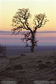 A second close-up photo of the lone oak tree shown in the previous photo. Near Chico, CA. 'Nikon F100 35mm SLR' (Click for larger view)