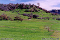 Another hillside view of Upper Bidwell Park. Photo was taken right next to Horseshoe Lake. Chico, CA. 'Nikon F100 35mm SLR' (Click for larger view)