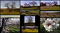 All images below were taken within 45 minutes of each other using my digital camera. Location is about 15 miles south of Chico, CA near Oroville, CA. 'Minolta Dimage V Digital' (Click for larger view)