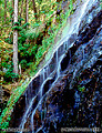Bridalvail falls east of Placerville, CA on highway 50. 'Nikon F100 35mm SLR' (Click for larger view)