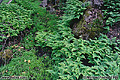 These ferns are located next the the Rainbow bridge show in the photo above. Folsom, CA. 'Nikon F100 35mm SLR' (Click for larger view)