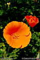 California Golden Poppy 'Nikon F100 35mm SLR' (Click for larger view)