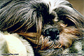 This is my dog Kiko, or should I say my wife's dog. It is obvious that he prefers her to any other family member. Here he is enjoying his favorite activity 'lazing around'. Photo was taken in my family room using flash as the main light source. 'Minolta X-700 35mm SLR' (Click for larger view)