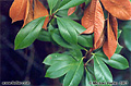 A contrast of dead and living leaves. Taken in my backyard. Citrus Heights, CA 'Nikon F100 35mm SLR' (Click for larger view)
