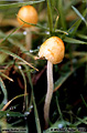 Very small mushroom growing out of the grass. The head of this little guy was only about 3/8 of an inch across. Roseville, CA 'Nikon F100 35mm SLR' (Click for larger view)