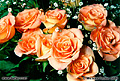 Mother's day roses. This picture was taken in my family room using a single flash as the light source. 'Nikon F-100 35mm SLR' (Click for larger view)