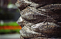 This picture was also taken on a recent business trip to Long Beach, California. This tree was located across the street from my hotel. Long Beach, CA. 'Nikon F100 35mm SLR' (Click for larger view)