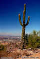 When you think of the desert, don't you imagine a cactus that looks like the one overlooking the Valley of The Sun? Phoenix, AZ. 'Nikon F100 35mm SLR' (Click for larger view)