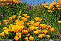 Wild California Golden Poppies along with Purple Vetch in the spring. Folsom, CA. 'Nikon F-100 35mm SLR' (Click for larger view)