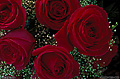 These roses were purchased for my Wife's birtday. They looked so nice that I took them out into the backyard and took some pictures of them. Citrus Heights, CA. 'Nikon F100 35mm SLR' (Click for larger view)