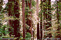 California redwoods 'Minolta Hi-Matic AF2 35mm Point & Shoot' (Click for larger view)