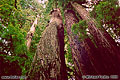Another picture of California redwoods 'Minolta Hi-Matic AF2 35mm Point & Shoot' (Click for larger view)