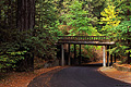 Bridge inside Richardson Grove State Park. Richardson Grove, CA 'Nikon F100 35mm SLR' (Click for larger view)