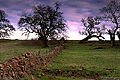 Rock fence and oak trees just south of town on an overcast day. Chico, CA 'Nikon F100 35mm SLR' (Click for larger view)