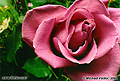 This rose photo was taken in my family room using flash as the main light source. I thought the light purple color was quite interesting. 'Minolta X-700 35mm SLR' (Click for larger view)