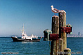 In the third shot I was able to capture both the boat and the seagull. Sausalito, CA. 'Nikon F100 35mm SLR' (Click for larger view)