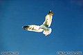 Seagull coming in for a landing along 'The Embarcadero' San Francisco, CA 'Nikon F100 35mm SLR' (Click for larger view)