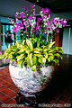 This very nice flower arragement was located on the second floor of my hotel in Singapore. 'Minolta X-700 35mm SLR' (Click for larger view)