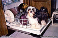This is a picture of our youngest dog 'Tee Jai' helping out in the kitchen. 'Minolta Hi-Matic AF2 35mm Point & Shoot' (Click for larger view)