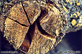 This close-up image of a piece of firewood was taken on my front porch. The size of the split piece of wood is about 1.5 inches across. Citrus Heights, CA 'Nikon F100 35mm SLR' (Click for larger view)