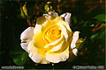 Another rose photo taken in my front yard. 'Nikon F100 35mm SLR' (Click for larger view)