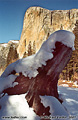 A little wider view of the same tree trunk as shown in the previous image reveals a view of El Capitan. 'Minolta X-700 35mm SLR' (Click for larger view)