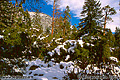 This snow scene was found while walking on the path leading to Bridalveil falls in the mid-afternoon. 'Nikon F100 35mm SLR' (Click for larger view)