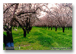 Almond orchard (Click for larger view)