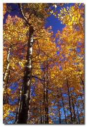 Aspen Grove (Click for larger view)