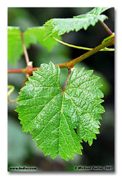 Grape leaf (Click for larger view)