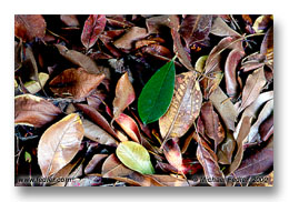 Dried leaves (Click for larger view)