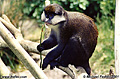 I was only able to spend a few hours at the world famous San Diego Zoo. The following series of picture is from that visit. Here is one monkey from an active family. San Diego, CA 'Nikon F100 35mm SLR' (Click for larger view)
