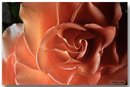Orange Rose (Click for larger view)