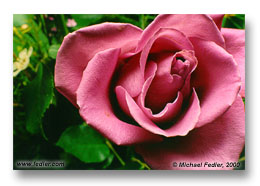 Valentine Rose (Click for larger view)